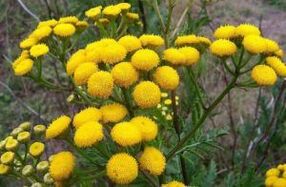 Enem no Tansy