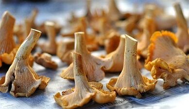 Chanterelles sēnes, lai noņemtu parazītus no ķermeņa