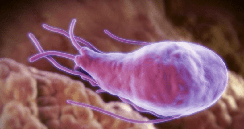Alveococcus un echinococcus